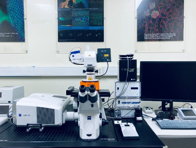 Confocal Microscopy (LSM780, LSM880 / ZEISS)