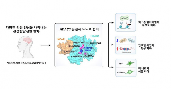 국내 연구진, 신경 발달장애 유발하는 유전자 변이 메커니즘 최초 규명